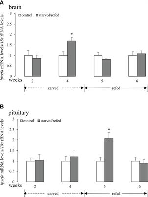 Food deprivation differentially modulates gene expression of LPXRFa and kisspeptin systems in the brain-pituitary axis of half-smooth tongue sole (Cynoglossus semilaevis)